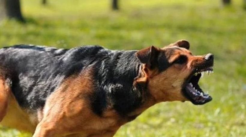 Αδέσποτος σκύλος επιτέθηκε σε κοριτσάκι σε χωριό της Αγιάς